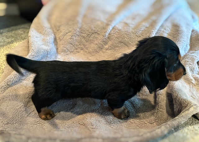 Longhair Mini Dachshund - Nex-Tech Classifieds