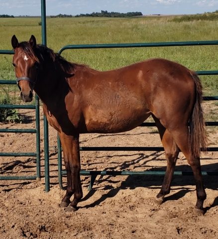 AQHA Filly - Nex-Tech Classifieds