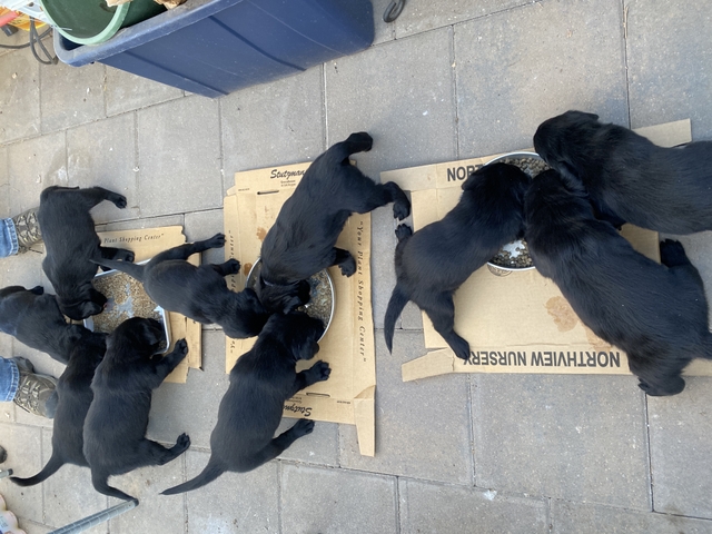 Chocolate 2024 goldador puppies