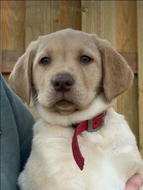 Labrador Retrievers - Nex-Tech Classifieds