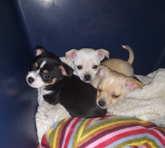 chihuahua mix with terrier puppies