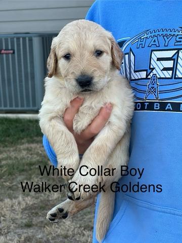 Akc registered outlet puppies