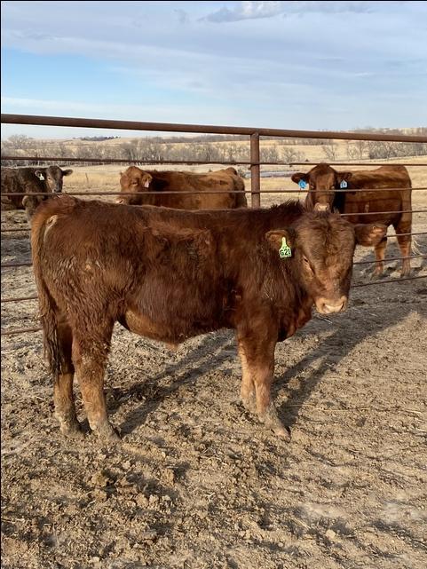 Gelbvieh / Balancer bulls - Nex-Tech Classifieds