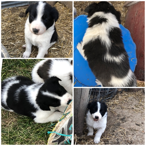 collie kelpie puppies for sale