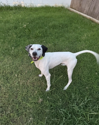 English pointer stud services - Nex-Tech Classifieds
