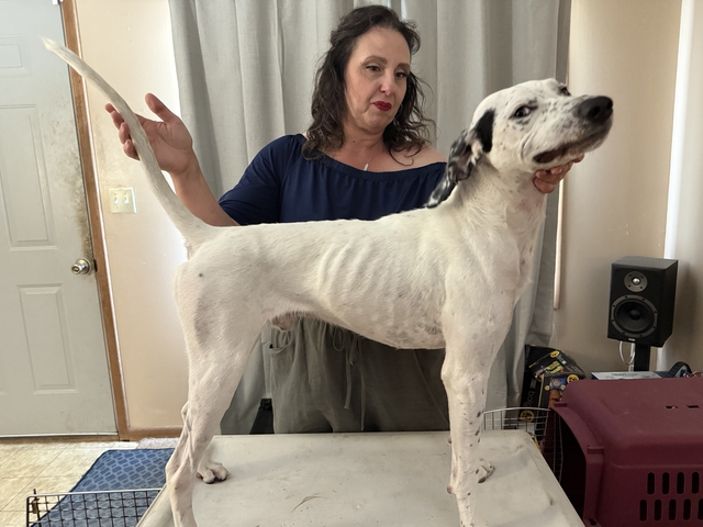 English pointer stud services - Nex-Tech Classifieds
