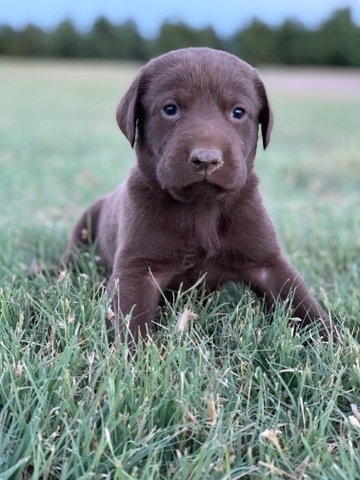 pointer lab puppies for sale