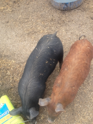 Feeder Pigs For Sale Nex Tech Classifieds