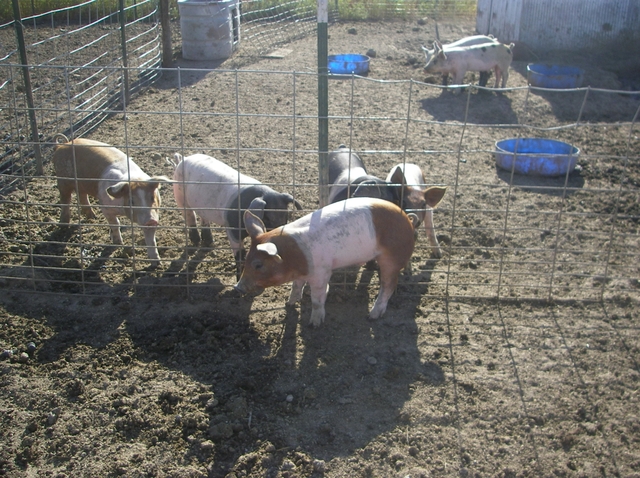 Feeder Pigs For Sale Nex Tech Classifieds