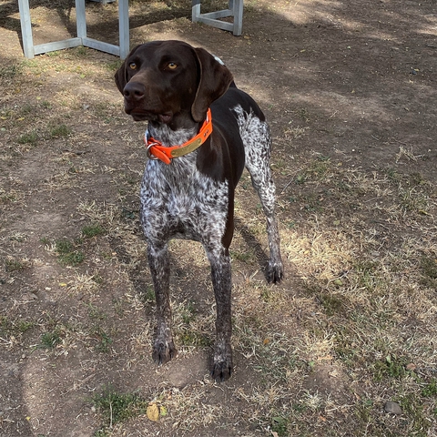 Adoption Dog - GSP Female - Nex-Tech Classifieds