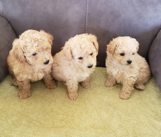 6 week old poodle 2024 puppies