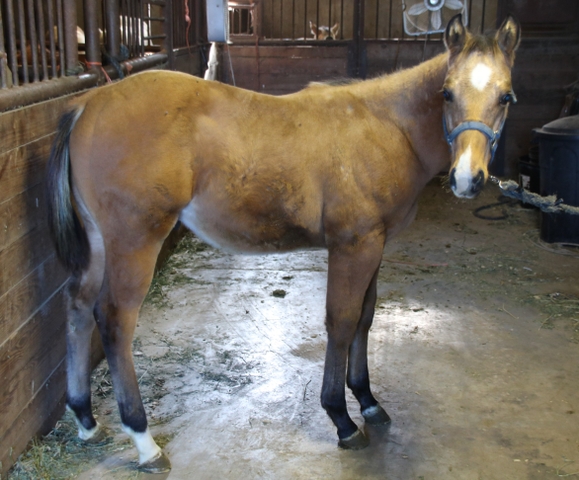 2017 Buckskin Stallion - Lakota Chester Combo x Tenino Baron - Nex-Tech ...