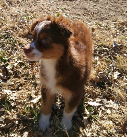 Asdr registered 2024 mini aussie