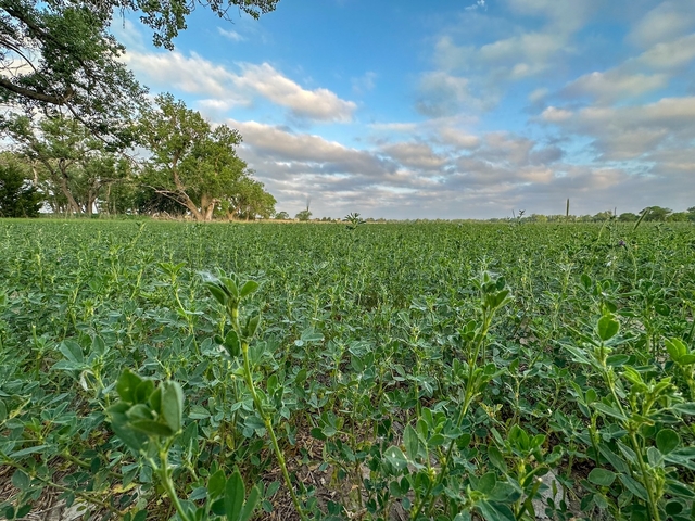 480 +/- Acres in Ellis County, KS - Nex-Tech Classifieds