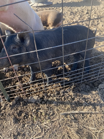 feeder/breeder pigs - Nex-Tech Classifieds