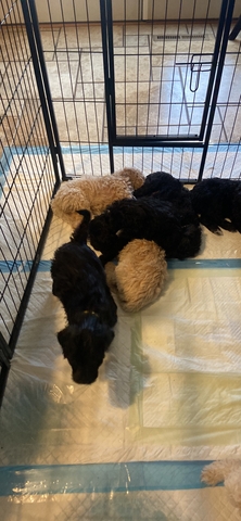 Golden doodle puppies - Nex-Tech Classifieds