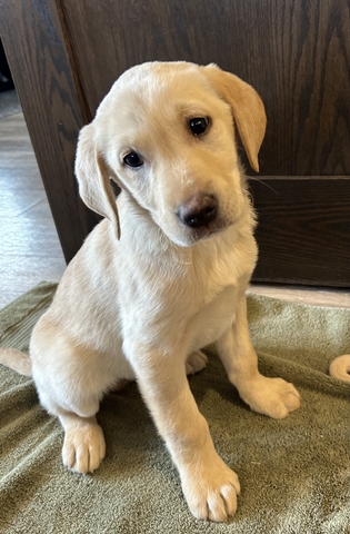 AKC Yellow Labrador Puppy - Nex-Tech Classifieds