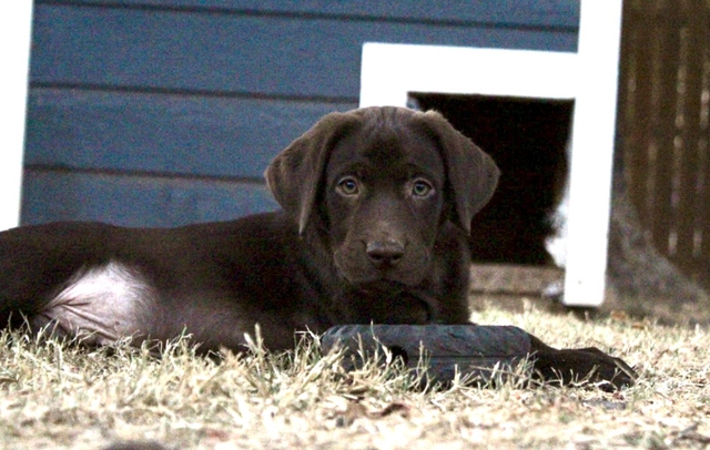 Akc on sale labrador retriever