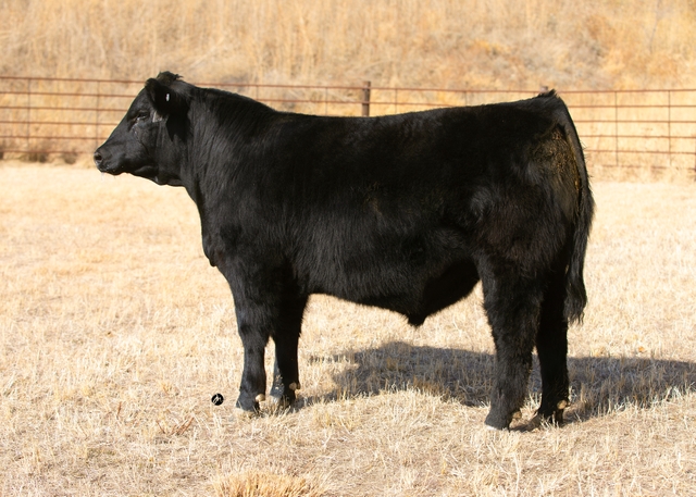 Simmental / Sim Angus Bulls - Private Treaty - Nex-Tech Classifieds