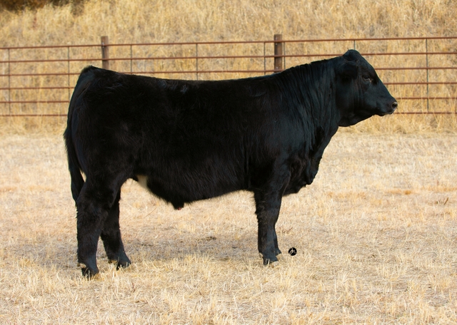 Simmental / Sim Angus Bulls - Private Treaty - Nex-Tech Classifieds