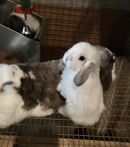 Pedigreed Mini Lop Bunnies - Nex-Tech Classifieds