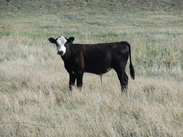 Black Baldy Steer Calf - Nex-Tech Classifieds