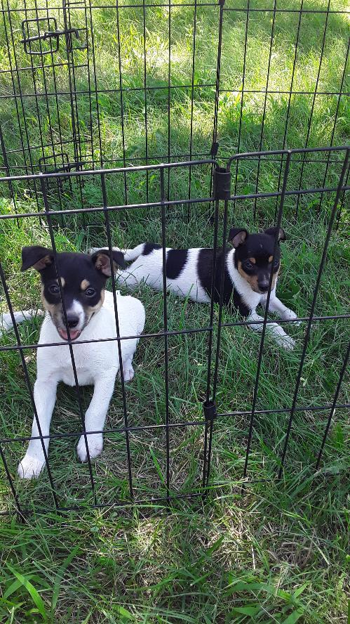 Rat Terrier Puppies - Nex-Tech Classifieds