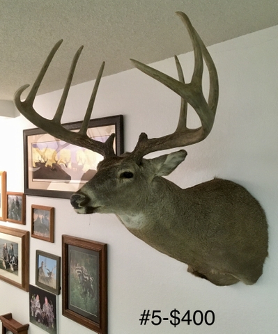 Trophy Whitetail Mount - Nex-Tech Classifieds