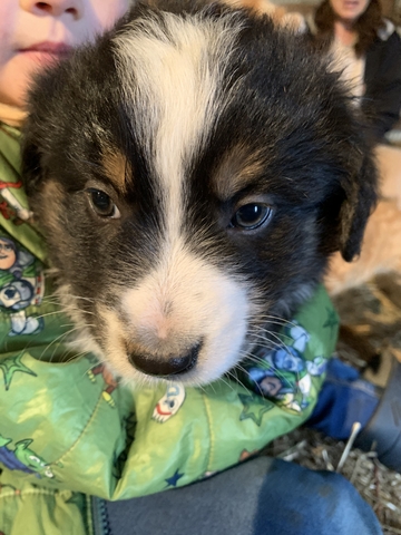 Border Collie/Mini Aussie Pup SOLD - Nex-Tech Classifieds