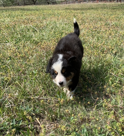 Aussie/Border Collie Pups - Nex-Tech Classifieds