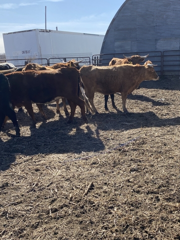 Bred cows - Nex-Tech Classifieds